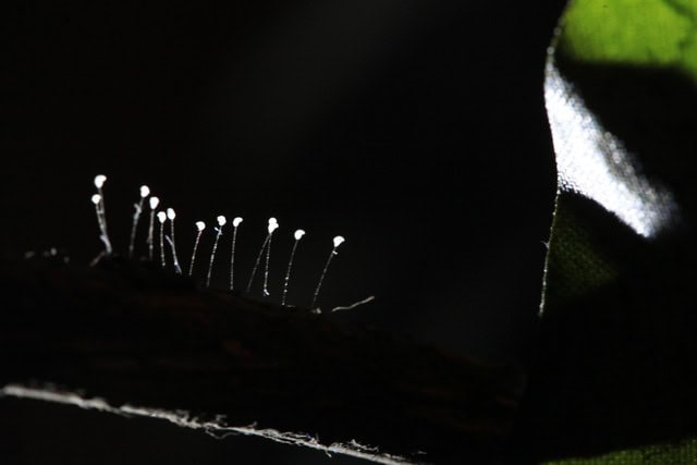 May mắn đặc biệt và nhân duyên lớn cho ai nhìn thấy hoa Ưu Đàm nở - Ảnh 4.